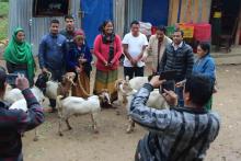 परिवर्तन गाउँपालिका पशु सेवा शाखा बाट प्रजननका  लागि बोयर जातको बोका वितरण 